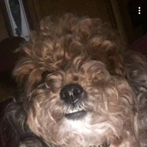 Meet your Posher, Piersten